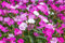 Pfingstnelke 100 Samen, Nelke, (Dianthus gratianopolitanus)