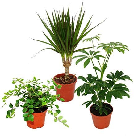 Exotenherz - Zimmerpflanzen Set mit 3 Pflanzen - Typ 2-9cm