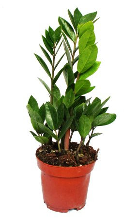 Zamioculcas zamiifolia-Zamio Palm - Zamio ferme