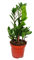 Exotenherz - Zamioculcas zamiifolia - Zamio Palme - Zamio Farn 12cm Topf