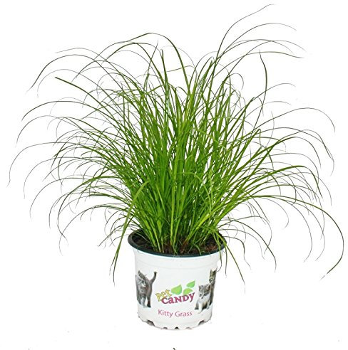 Cata de gato – Cyperus alternifolius – 3 plantas – para el apoyo digestivo de gatos
