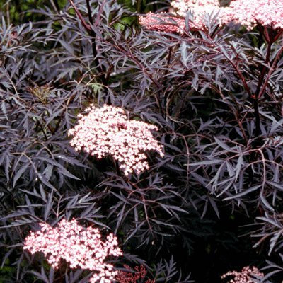 Sambucus nigra 'Black Lace' 15cm Pot Size