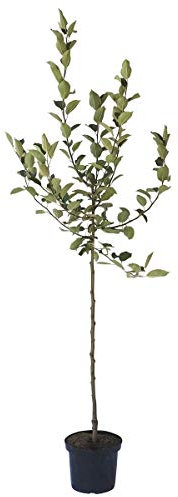 Apfelbaum Geheimrat Dr. Oldenburg robuster Herbstapfel Halbstamm 150-170 cm 10 L Topf Unterlage M7