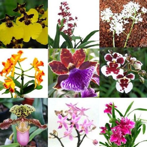 4 blühende Orchideen im Topf, Überraschungspflanzen, 2 Rispen pro Pflanze