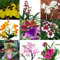 4 blühende Orchideen im Topf, Überraschungspflanzen, 2 Rispen pro Pflanze
