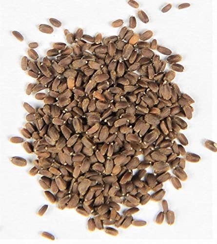 Anis Ysop Agastache anisata 500 Samen