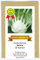 Knollenfenchel, Gemüsefenchel - Selma - 50 Samen