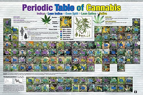 GB eye GN0815 Maxi-Poster mit Cannabismotiv 61 x 91,5 cm