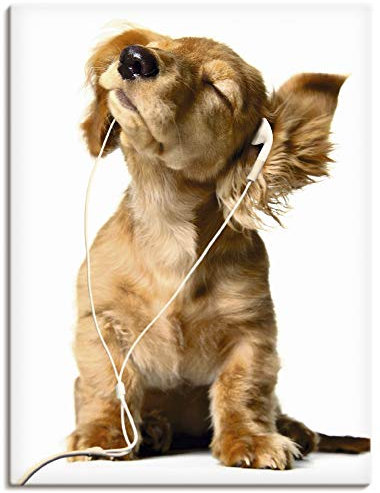 ARTLAND Wanddeko Leinwand Bilder Wandbild 45x60 cm Hund Tiere Musik Dackel Welpen Lustig Kunst Surreal Modern Kunst T5QE