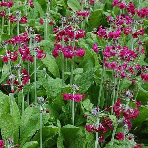 Plant World Seeds - Primula Pulverulenta Seeds (Perennial Flower Seeds)