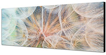 Augenblicke Wandbilder Leinwandbild als Panorama in 150x50cm Pusteblume Löwenzahn weich Nahaufnahme
