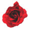 Deep Red Large Burlesque Carmen Flower Rose Flamenco Dancer Pin up Hair Clip Slide by DangerousFX
