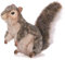 Hansa Plüschtier Eichhörnchen, grau, 22 cm hoch