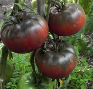 Tomatensamen, schwarz, aus Tula, biologisch, ohne Gentechnik, 200 Samen pro Packung