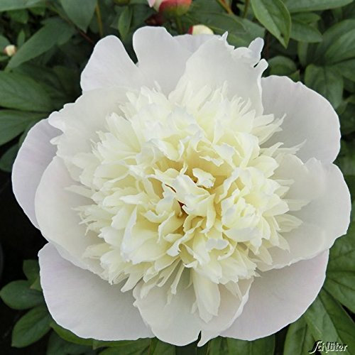 Pfingstrose Immaculee - Rose stark duftend und winterhart -Paeonia lactiflora- Blüten der Blume creme-weiß - Pflanze von Garten Schlüter