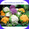 Mezclar cuatro variedades de coliflor Semillas, Paquete Profesional, 300 semillas/pack, de la herencia Vehículos orgánicos de oro púrpura Blanco Verde
