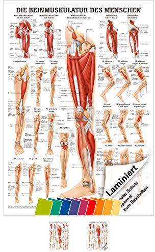 Sport-Tec Die Beinmuskulatur Mini-Poster Anatomie 34x24 cm medizinische Lehrmittel