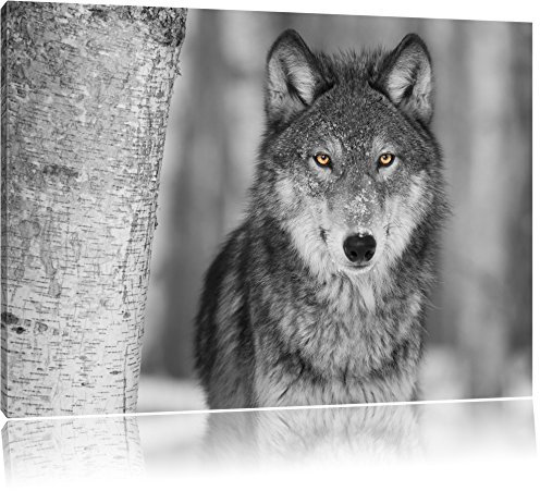 Pixxprint wunderschöner wachsamer Wolf B&W, Größe: 100x70cm, Leinwandbild, fertig gespannt, Wandbild, Dekoration, Kunstdruck, kein Poster