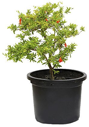 Outlet Garden - Granado Enano - Punica Granatum. Árbol Frutal Natural, Altura: 50 Centimetros Aproximado, Contenedor: 25 Cm. Envios Solo Peninsula