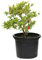 Outlet Garden - Granado Enano - Punica Granatum. Árbol Frutal Natural, Altura: 50 Centimetros Aproximado, Contenedor: 25 Cm. Envios Solo Peninsula