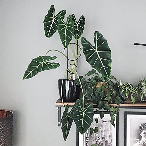 Leaflo Round Me Up Rankhilfe für Zimmerpflanzen 50 cm | Metall - Pflanzenstütze - Rankgitter - Blumengitter | Innenraum Dekoration | Für Pflanzenliebhaber, Schwarz 2