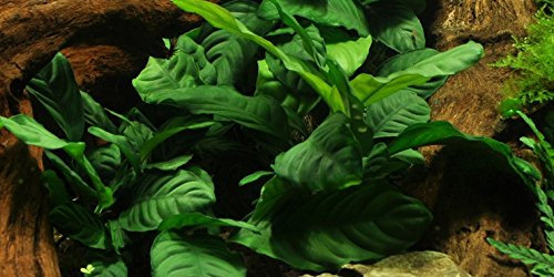 Anubias barteri coffeefolia - Lebende Aquarium-Pflanz