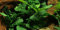 Anubias barteri coffeefolia - Lebende Aquarium-Pflanz