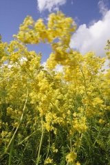 Just Seed British Wild Flower - Lady's Bedstraw - Galium verum - 3000 Seeds