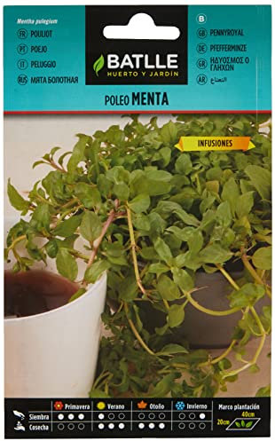 Semillas Batlle Poleo Menta - Mentha pulegium