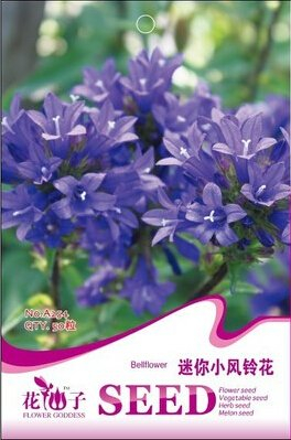 1 Original-Pack 50pcs Lila Mini Glockenblumen-Samen, Stauden im Freien Garten