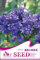 1 Original-Pack 50pcs Lila Mini Glockenblumen-Samen, Stauden im Freien Garten