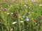 Mezcla de flores y abejas para abejas silvestres y langostas, 1000 semillas (Bienenweide)