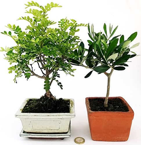 POWERS TO FLOWERS - PIANTA DEL PEPE, ZANTHOXYLUM PIPERITUM BONSAI, e OLIVO BONSAI, pianta vera