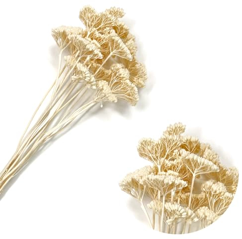 Schafgarbe/Achillea creme/gebleicht | ca. 10 Dolden | mittelgroße Köpfe für Maßstäbe 1:50 bis 1:500 | Architektur Modellbau Basteln Dioramen Parker Bäume Sträucher Landschaft Wälder