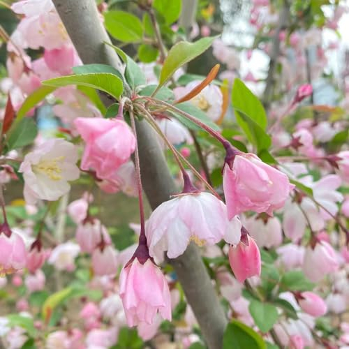 50 pcs begonien samen, bienenwiese saatgut begonie garten geschenke für männer steingartenpflanzen winterhart topfpflanzen draußen winterhart deko büro blumensamen bienenwiese geschenk