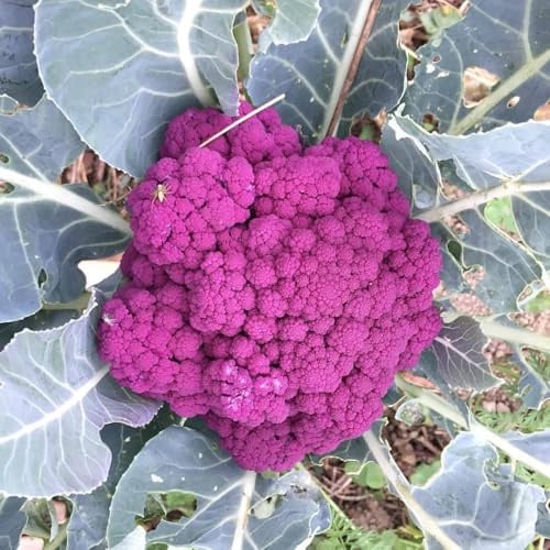 300 Semi Cavolfiore Violetto di Sicilia, Varietà Antica e Rara, Infiorescenze cavolo Viola,
