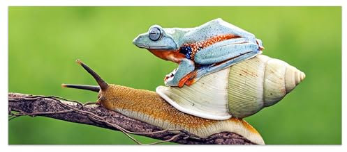 wandmotiv24 Leinwandbild Frosch, Schnecke, Tiere 120x50cm (BxH) M1116