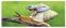 wandmotiv24 Leinwandbild Frosch, Schnecke, Tiere 120x50cm (BxH) M1116