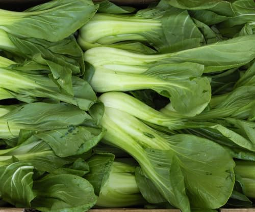 Shanghai Pak Choi – Kinesisk senapskål KINESISK KÅL 50+ frön – Frön B 114