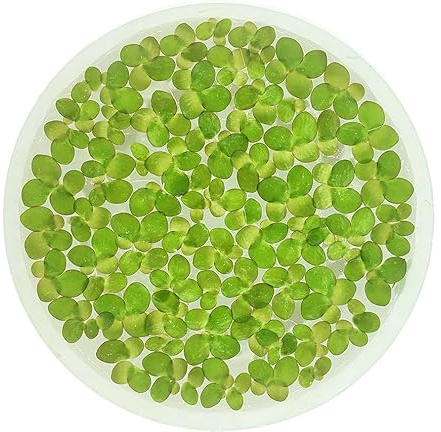 Giant Duckweed, Spirodela polyrhiza, Live Aquarium/Aquatic/Freshwater/Floating/Pond Plant, Planted Tank, Aquascaping by Aquarium Plant Center (30 Plants)