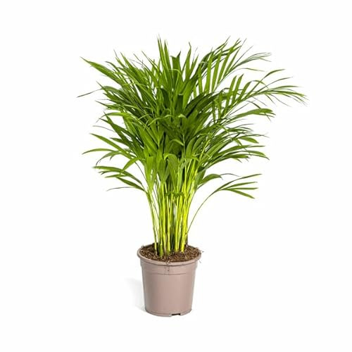 Dypsis Areca Lutescens Goldfruchtpalme Tropisches Flair Ø19 cm 80-100 cm | pflegeleicht, für Wohnraum und Arbeitsplatz, dekorativer Wuchs, für Wohnzimmer und Büro