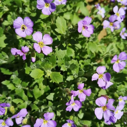 aubrieta, semi di aubrieta d'appartamento purificatrici d'aria semi di come bomboniera per la con giardino rari decorative 850semi