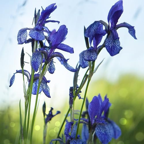8 Pcs Schwertlilien Kaufen Zwiebeln, Iris Pflanzen, Seltene Pflanzen, Garten Geschenk Iris Tectorum, Frühlingsblumen, Blumenzwiebeln Mehrjährig Winterhart Herbstpflanzen Winterhart,