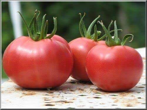 12 graines TOMATE ANCIENNE ROSE DE BERNE POUR GOURMET (Lyc. Esc.) N48 TOMATO SEEDS