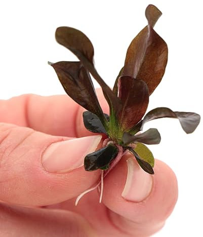 K2AQUA Echinodorus Reni in Vitro Live Aquarium Plant Compact Red Sword Plant Midground Background Rosette Growth Easy Care Low Light Root Feeder Shrimp Safe