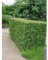 Hainbuche 60-80 cm, ohne Ballen. 100 Carpinus betulus. Weißbuche Heckenpflanze