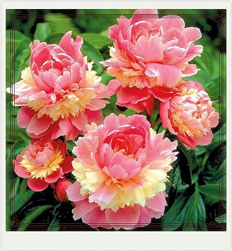 Peony Bulbs-Peony Bulbs for Planting Now UK,Wedding Flowers,Plant Bulbs,Hardy Perennial,Garden Flowers-2bulbs-a