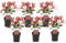Plant in a Box - Photinia fraseri 'Rotkehlchen' - Glanzmispel Pflanze - 6er Set - Rote Blätter - Topf 17cm - Höhe 30-40cm
