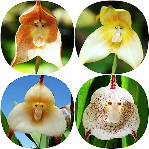 200 Stücke Affen Orchidee Samen, Affengesicht Orchidee Pflanze, deko blumen, seltene pflanzen (Dracula simia) orchideen echte pflanzen, winterharte pflanzen für garten winterharte