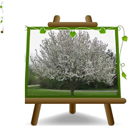 EURO PLANTS VIVAI Melo da Fiore Bianco Pianta Ornamentale - su Vaso da 20 cm - Altezza 170 cm - 2 Anno